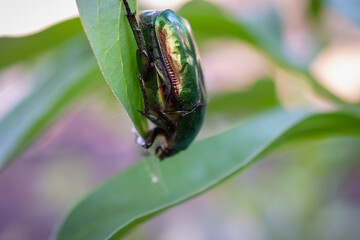 Large green beetle on the grass.