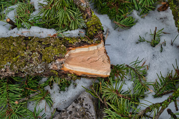 Closeup shot of a broken tree branch covered with moss in the snow