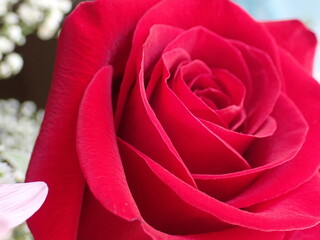 red rose close up