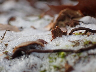 Leaves in the snow