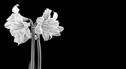 amarylis flower in black and white