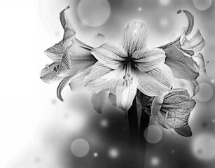 amarylis flower in black and white
