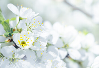 Floral background of white flowers out of focus.