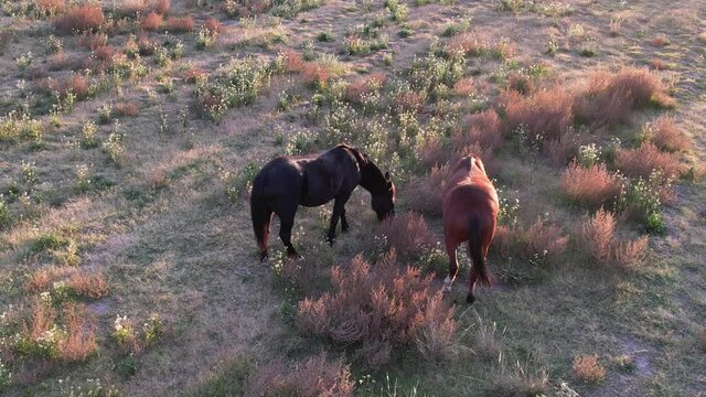 aerial view of pair of horses at sunset