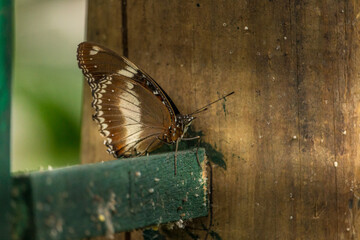 Beautiful brown butterfly with white streaks on its wings standing on a painted green wooden plank