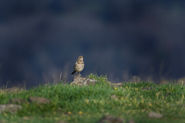 fieldfare, turdus pilaris, Bulgaria