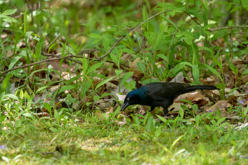 The common grackle (Quiscalus quiscula) looking for fod for youngs in the park