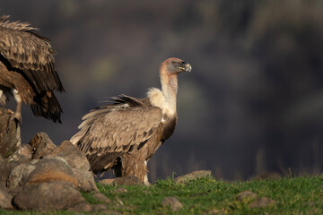 Griffon vulture in the Rhodope Mountains. Vultures warmer on the sun. Bulgarian wildlife. Calm scavenger sit on the rock. 