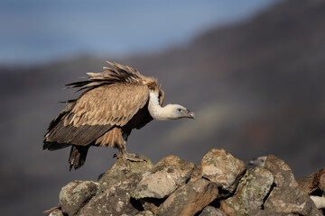 Griffon vulture in the Rhodope Mountains. Vultures warmer on the sun. Bulgarian wildlife. Calm scavenger sit on the rock. 