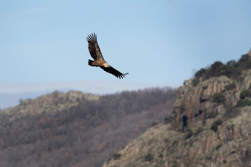 Fototapeta na wymiar Griffon vulture searching for food. Vulture flying up to Rhodope mountains. Wildlife in Bulgaria. 