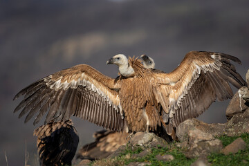 Griffon vulture in the Rhodope Mountains. Vultures warmer on the sun. Bulgarian wildlife. Calm scavenger sit on the rock. 