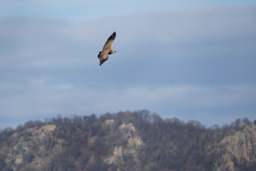 Fototapeta na wymiar Griffon vulture searching for food. Vulture flying up to Rhodope mountains. Wildlife in Bulgaria. 