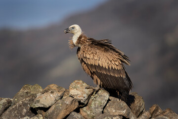 Griffon vulture in the Rhodope Mountains. Vultures warmer on the sun. Bulgarian wildlife. Calm scavenger sit on the rock. 