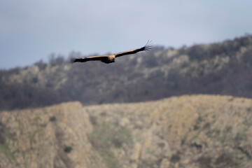 Griffon vulture searching for food. Vulture flying up to Rhodope mountains. Wildlife in Bulgaria. 