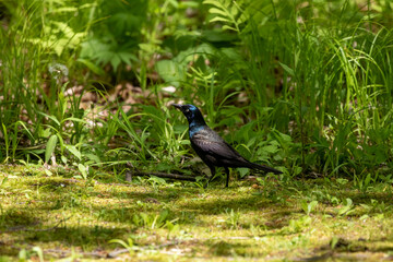 The common grackle (Quiscalus quiscula) looking for fod for youngs in the park