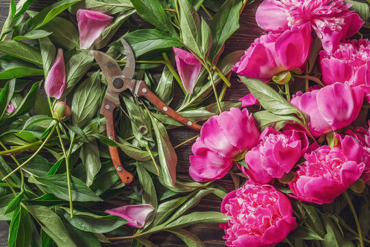 Vintage floral composition. Pink peonies with pruners on wooden background. Spring or summer concept. Flat layout, top view.