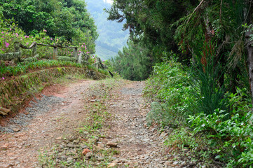 Obraz premium Mountain road in jungle forest natural view