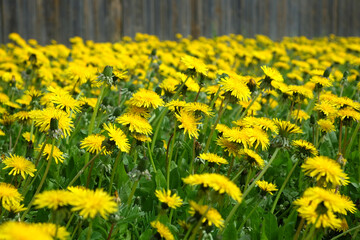 Lot of blooming yellow dandelions as natural background before brown wooden fence front view closeup