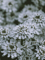 snow covered branches