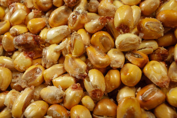 Toasted corn background texture, traditional snack of the paruvian  gastronomy