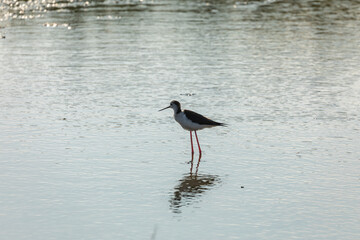 A common Black-winged stilt, Himantopus himantopus, hunting worms and minnows for food, in the marshes of the natural environment of Prat de Cabanes, south beach of Torrenostra, Castellon, Spain.