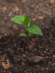 plant