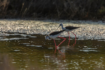 A common Black-winged stilt, Himantopus himantopus, hunting worms and minnows for food, in the marshes of the natural environment of Prat de Cabanes, south beach of Torrenostra, Castellon, Spain.