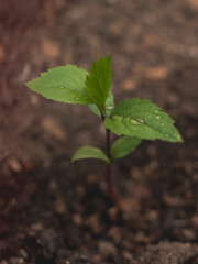 young plant in soil