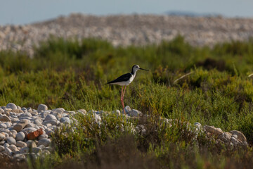 A common Black-winged stilt, Himantopus himantopus, hunting worms and minnows for food, in the marshes of the natural environment of Prat de Cabanes, south beach of Torrenostra, Castellon, Spain.