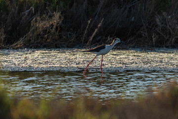 A common Black-winged stilt, Himantopus himantopus, hunting worms and minnows for food, in the marshes of the natural environment of Prat de Cabanes, south beach of Torrenostra, Castellon, Spain.