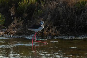 A common Black-winged stilt, Himantopus himantopus, hunting worms and minnows for food, in the marshes of the natural environment of Prat de Cabanes, south beach of Torrenostra, Castellon, Spain.