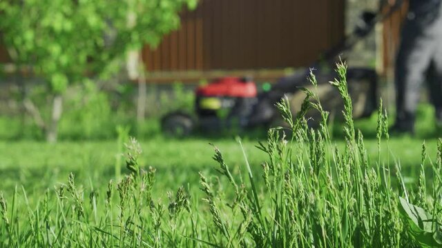 Green grass in the garden and man with lawn mower approaching in the background