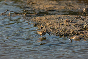 A Curlew Sandpiper, searching for food such as worms, minnows and insects, on the shore of the Prat de Cabanes marshes, south beach of Torrenostra, Castellon, Spain.