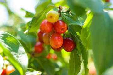 Unripe dogwood on bush branches