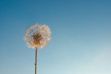 Fluffy dandelion on a background of blue sky