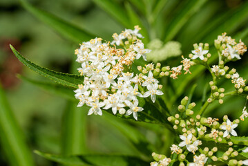 Blooming elder on a green blurred background