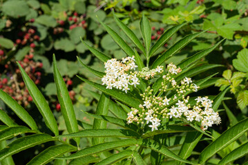 Blooming elder on a green blurred background