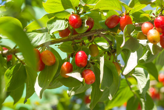 Unripe dogwood on bush branches
