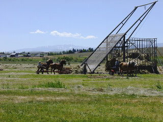 Fototapeta na wymiar Agriculture: Horses moving cut hay onto a beaver slide.
