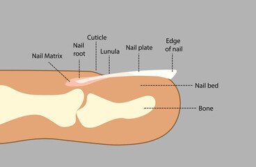 Fingernail Anatomy. Finger side view.  - obrazy, fototapety, plakaty