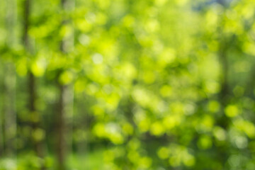 Unfocused green forest with sunlight. Summer background. - Powered by Adobe
