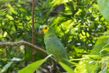 Brazilian parrot closeup. Papagaio.