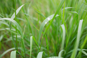 green grass with dew drops