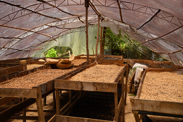 coffe plantation