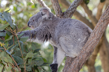 Captive Koala feeding on Gum leaves