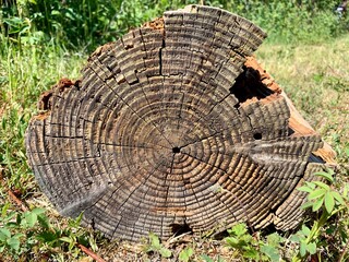 Old broken bark, wood grain and growth rings, cross section of tree stump.