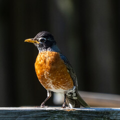 Bird on fence in garden