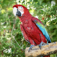 Closeup shot of an ara macaw parrot on the tree branch © Christina Saymansky/Wirestock