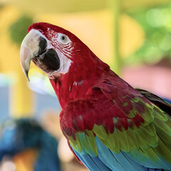 Closeup shot of an ara macaw parrot with blurred background © Christina Saymansky/Wirestock
