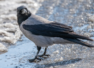 bird on the snow